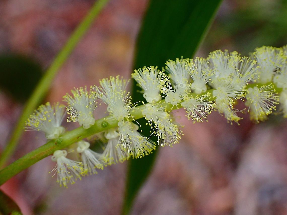 Flowers of Big-Leaved Acacia - Acacia mangium  Acacia,Acacia mangium,Big-Leaved Acacia,Flowers,Malaysia,Penang