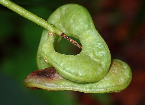 Seedpod of Big-Leaved Acacia  Acacia,Acacia mangium,Big-Leaved Acacia,Malaysia,Penang,Seed