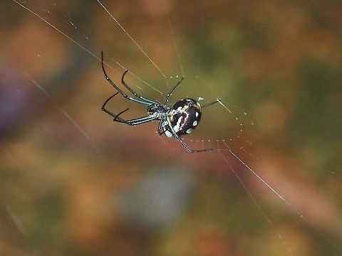 Long-Jawed Orbweaver Spider - Leucauge argentina  Leucauge argentina,Long-Jawed Orbweaver Spider,Malaysia,Penang,Spider