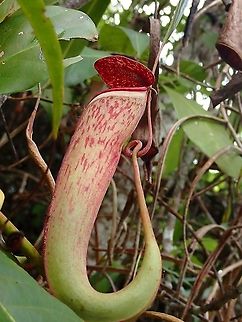 Nepenthes albomarginata