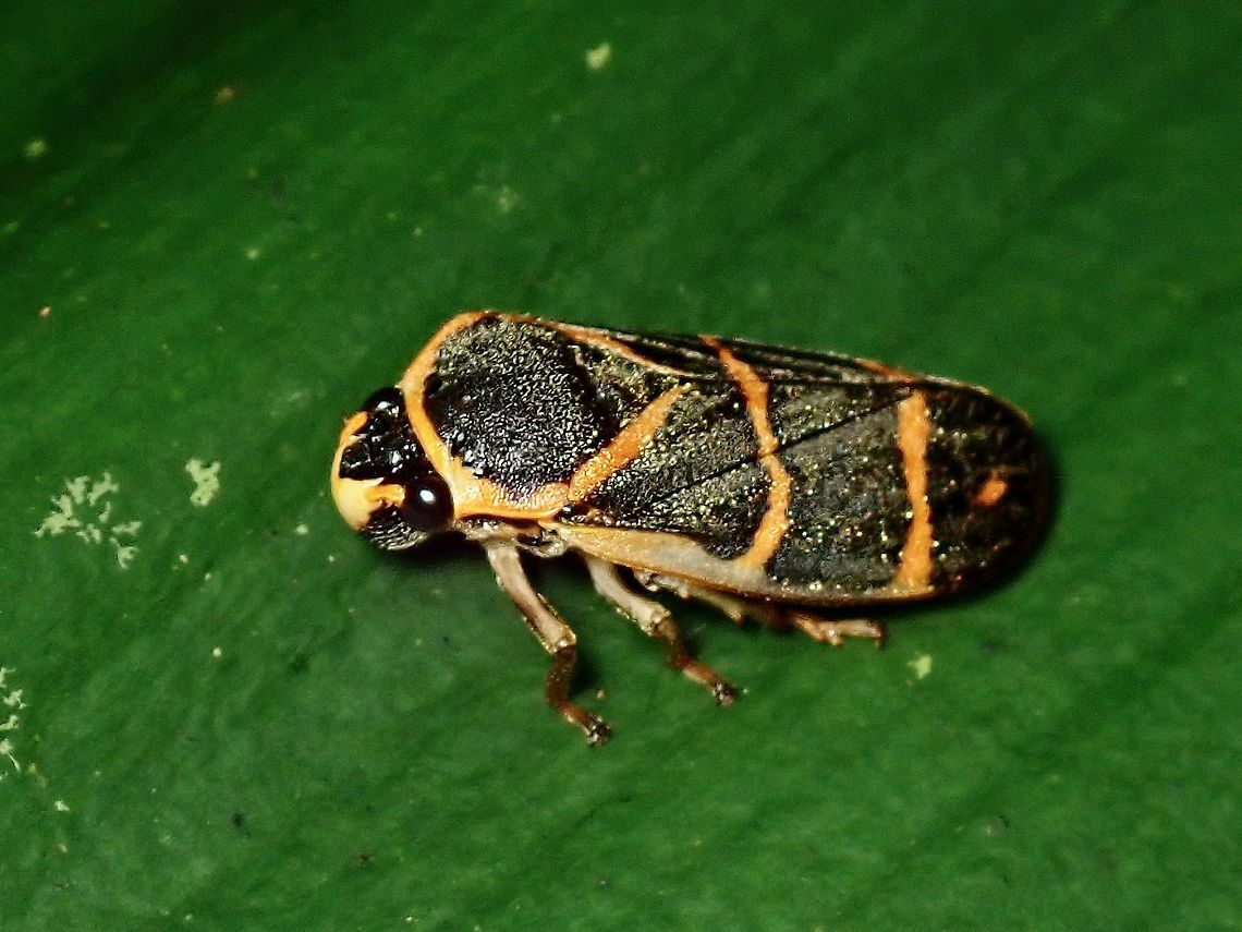 Froghopper - Phymatostetha circumducta  Froghopper,Hopper,Malaysia,Penang,Phymatostetha circumducta