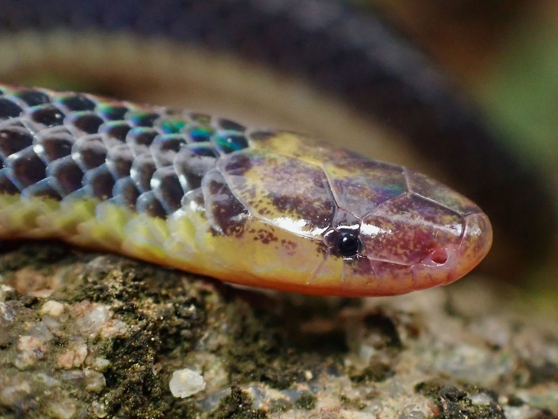 Pink-Headed Reed Snake Close-up of Pink-Headed Reed Snake, found it on the road side, thinking it might get run over by cars, I moved it away from the road, without realising there were more dangers to her as the place I had originally placed it has lots of homes of Tarantulas, and a big sized Tarantula did came out to check the situation.<br />
<br />
Playing Dead :<br />
<figure class="photo"><a href="https://www.jungledragon.com/image/124316/playing_dead.html" title="Playing Dead!"><img src="https://s3.amazonaws.com/media.jungledragon.com/images/2994/124316_thumb.jpeg?AWSAccessKeyId=05GMT0V3GWVNE7GGM1R2&Expires=1769040010&Signature=rCaZqKfqMEm5vhLaFz%2FNMg2awqY%3D" width="200" height="150" alt="Playing Dead! Pink-Headed Reed Snake, playing dead when I had to move it away from the road where I first found it, as it risked getting run over by cars.<br />
<br />
A big sized Tarantula came out to investigate :<br />
https://www.jungledragon.com/image/124312/playing_dead.html<br />
 Calamaria schlegeli,Malaysia,Pahang,Pink-headed Reed Snake,Reed Snake,Snake" /></a></figure><br />
<br />
A big sized Tarantula came out to investigate :<br />
<figure class="photo"><a href="https://www.jungledragon.com/image/124312/playing_dead.html" title="Playing Dead"><img src="https://s3.amazonaws.com/media.jungledragon.com/images/2994/124312_thumb.jpeg?AWSAccessKeyId=05GMT0V3GWVNE7GGM1R2&Expires=1769040010&Signature=4d9ThzO%2B7PGK8uz3GydUO8obB7Q%3D" width="114" height="152" alt="Playing Dead When I moved the Pink-Headed Reed Snake away from the road, it played &#039;dead&#039; and during this time, a big sized Tarantula came out to investigate! Calamaria schlegeli,Malaysia,Pahang,Pink-headed Reed Snake,Reed Snake,Snake" /></a></figure> Calamaria schlegeli,Malaysia,Pahang,Pink-Headed Reed Snake,Reed Snake,Snake