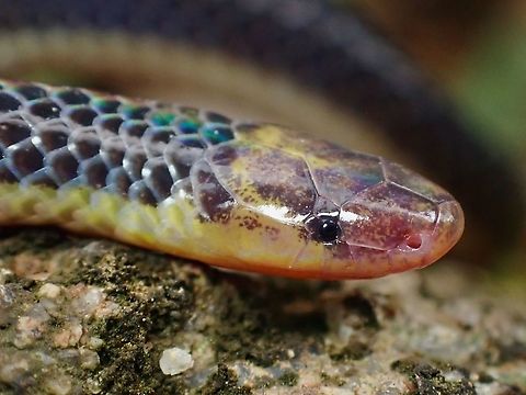Pink-Headed Reed Snake Close-up of Pink-Headed Reed Snake, found it on the road side, thinking it might get run over by cars, I moved it away from the road, without realising there were more dangers to her as the place I had originally placed it has lots of homes of Tarantulas, and a big sized Tarantula did came out to check the situation.

Playing Dead :
https://www.jungledragon.com/image/124316/playing_dead.html

A big sized Tarantula came out to investigate :
https://www.jungledragon.com/image/124312/playing_dead.html Calamaria schlegeli,Malaysia,Pahang,Pink-Headed Reed Snake,Reed Snake,Snake