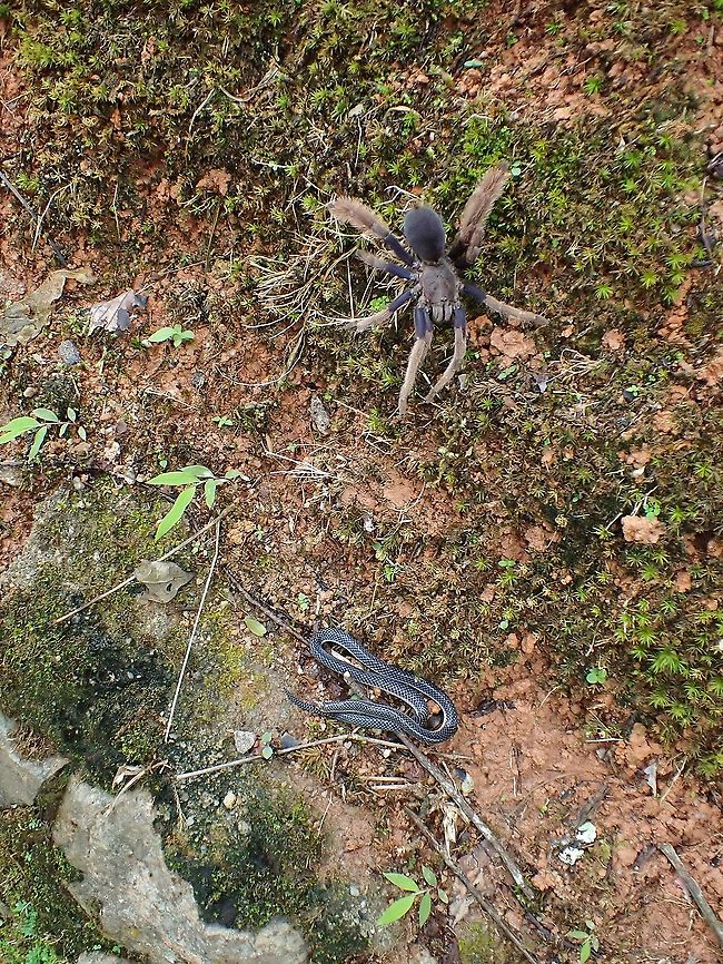 Playing Dead When I moved the Pink-Headed Reed Snake away from the road, it played &#039;dead&#039; and during this time, a big sized Tarantula came out to investigate! Calamaria schlegeli,Malaysia,Pahang,Pink-headed Reed Snake,Reed Snake,Snake