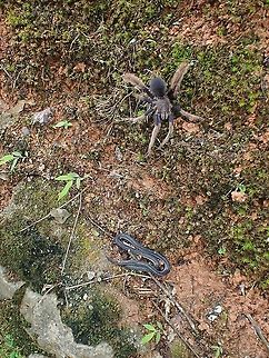 Playing Dead When I moved the Pink-Headed Reed Snake away from the road, it played 'dead' and during this time, a big sized Tarantula came out to investigate! Calamaria schlegeli,Malaysia,Pahang,Pink-headed Reed Snake,Reed Snake,Snake