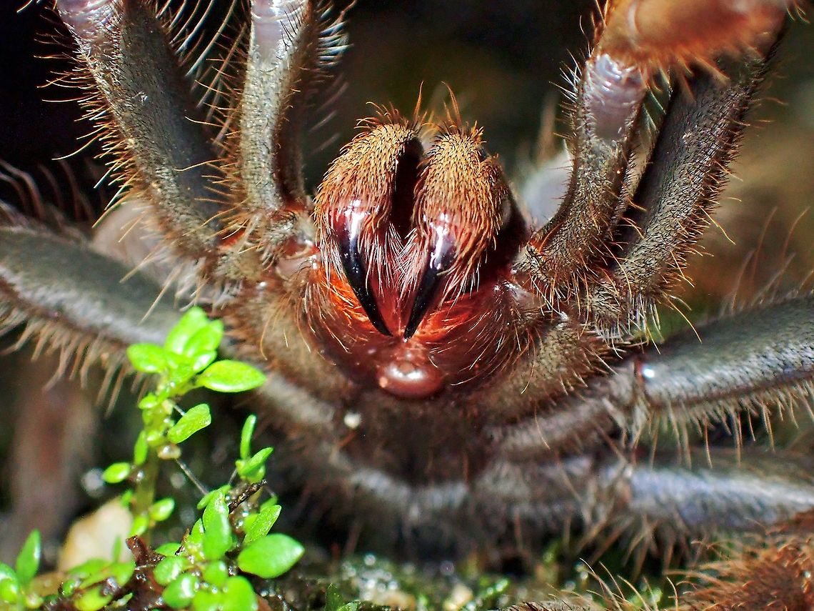 She has big Fangs! When this big sized Tarantula came out to investigate the Reed Snake playing dead, I had to flick her away with a stick, she wasn't happy and showed me her fangs!<br />
<br />
<figure class="photo"><a href="https://www.jungledragon.com/image/124312/playing_dead.html" title="Playing Dead"><img src="https://s3.amazonaws.com/media.jungledragon.com/images/2994/124312_thumb.jpeg?AWSAccessKeyId=05GMT0V3GWVNE7GGM1R2&Expires=1769040010&Signature=4d9ThzO%2B7PGK8uz3GydUO8obB7Q%3D" width="114" height="152" alt="Playing Dead When I moved the Pink-Headed Reed Snake away from the road, it played 'dead' and during this time, a big sized Tarantula came out to investigate! Calamaria schlegeli,Malaysia,Pahang,Pink-headed Reed Snake,Reed Snake,Snake" /></a></figure><br />
<br />
<figure class="photo"><a href="https://www.jungledragon.com/image/124315/coming_out_to_investigate.html" title="Coming out to investigate!"><img src="https://s3.amazonaws.com/media.jungledragon.com/images/2994/124315_thumb.jpeg?AWSAccessKeyId=05GMT0V3GWVNE7GGM1R2&Expires=1769040010&Signature=C5pSBoyElzAJKlbUrri9Qsz60l8%3D" width="200" height="150" alt="Coming out to investigate! This large size Tarantula was initially seen just inside her home (a hole) and will rush out to investigate if an insect/bug happens to approach outside her hole. Coremiocnemis hoggi,Malaysia,Malaysian Purple-Femur Tarantula,Pahang,Tarantula" /></a></figure> Coremiocnemis hoggi,Malaysia,Malaysian Purple-Femur Tarantula,Pahang,Tarantula