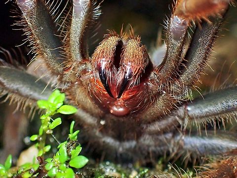 She has big Fangs! When this big sized Tarantula came out to investigate the Reed Snake playing dead, I had to flick her away with a stick, she wasn't happy and showed me her fangs!

https://www.jungledragon.com/image/124312/playing_dead.html

https://www.jungledragon.com/image/124315/coming_out_to_investigate.html Coremiocnemis hoggi,Malaysia,Malaysian Purple-Femur Tarantula,Pahang,Tarantula