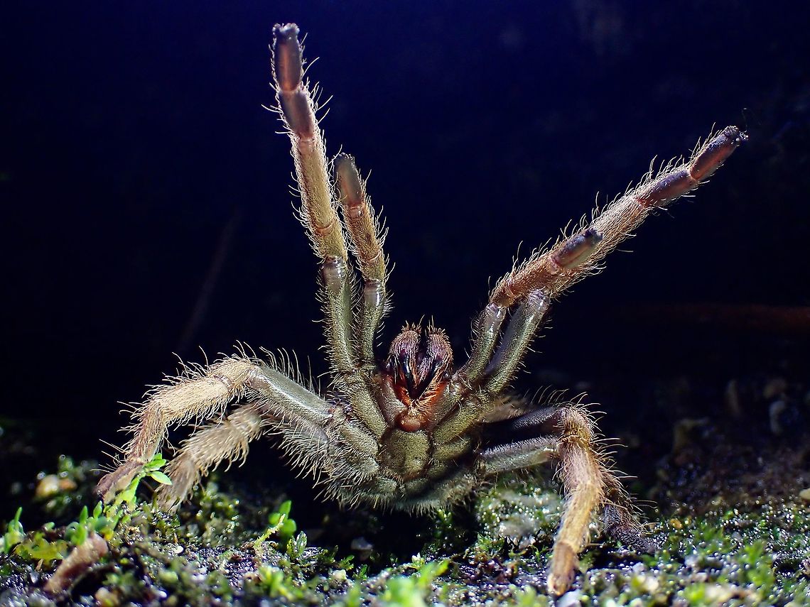 Back-Off! This Tarantula hold this defensive/aggressive posture for more than 10 minutes, allowing me to take more pics of her!<br />
<br />
<figure class="photo"><a href="https://www.jungledragon.com/image/124315/coming_out_to_investigate.html" title="Coming out to investigate!"><img src="https://s3.amazonaws.com/media.jungledragon.com/images/2994/124315_thumb.jpeg?AWSAccessKeyId=05GMT0V3GWVNE7GGM1R2&Expires=1759968010&Signature=pOwPRVYxk%2FfnHG3PzJhXdJ7ukuM%3D" width="200" height="150" alt="Coming out to investigate! This large size Tarantula was initially seen just inside her home (a hole) and will rush out to investigate if an insect/bug happens to approach outside her hole. Coremiocnemis hoggi,Malaysia,Malaysian Purple-Femur Tarantula,Pahang,Tarantula" /></a></figure> Coremiocnemis hoggi,Malaysia,Malaysian Purple-Femur Tarantula,Pahang,Tarantula