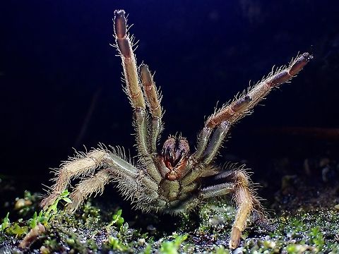 Back-Off! This Tarantula hold this defensive/aggressive posture for more than 10 minutes, allowing me to take more pics of her!

https://www.jungledragon.com/image/124315/coming_out_to_investigate.html Coremiocnemis hoggi,Malaysia,Malaysian Purple-Femur Tarantula,Pahang,Tarantula