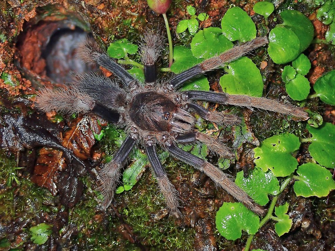 Coming out to investigate! This large size Tarantula was initially seen just inside her home (a hole) and will rush out to investigate if an insect/bug happens to approach outside her hole. Coremiocnemis hoggi,Malaysia,Malaysian Purple-Femur Tarantula,Pahang,Tarantula