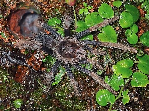 Malaysian Purple-Femur Tarantula
