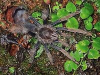 Coming out to investigate! This large size Tarantula was initially seen just inside her home (a hole) and will rush out to investigate if an insect/bug happens to approach outside her hole. Coremiocnemis hoggi,Malaysia,Malaysian Purple-Femur Tarantula,Pahang,Tarantula