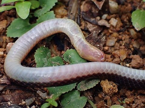 Playing Dead! Pink-Headed Reed Snake, playing dead when I had to move it away from the road where I first found it, as it risked getting run over by cars.

A big sized Tarantula came out to investigate :
https://www.jungledragon.com/image/124312/playing_dead.html
 Calamaria schlegeli,Malaysia,Pahang,Pink-headed Reed Snake,Reed Snake,Snake