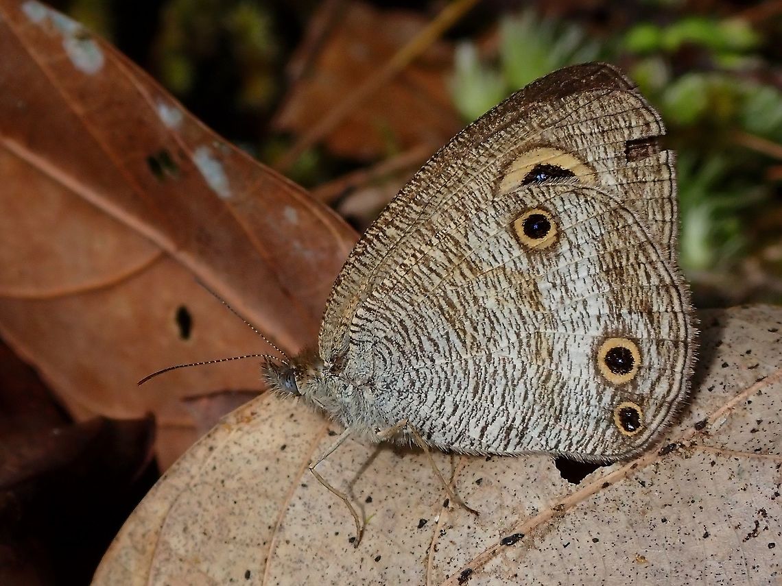 Common Three-Ring  Butterfly,Common Three-Ring,Malaysia,Pahang,Ypthima pandocus
