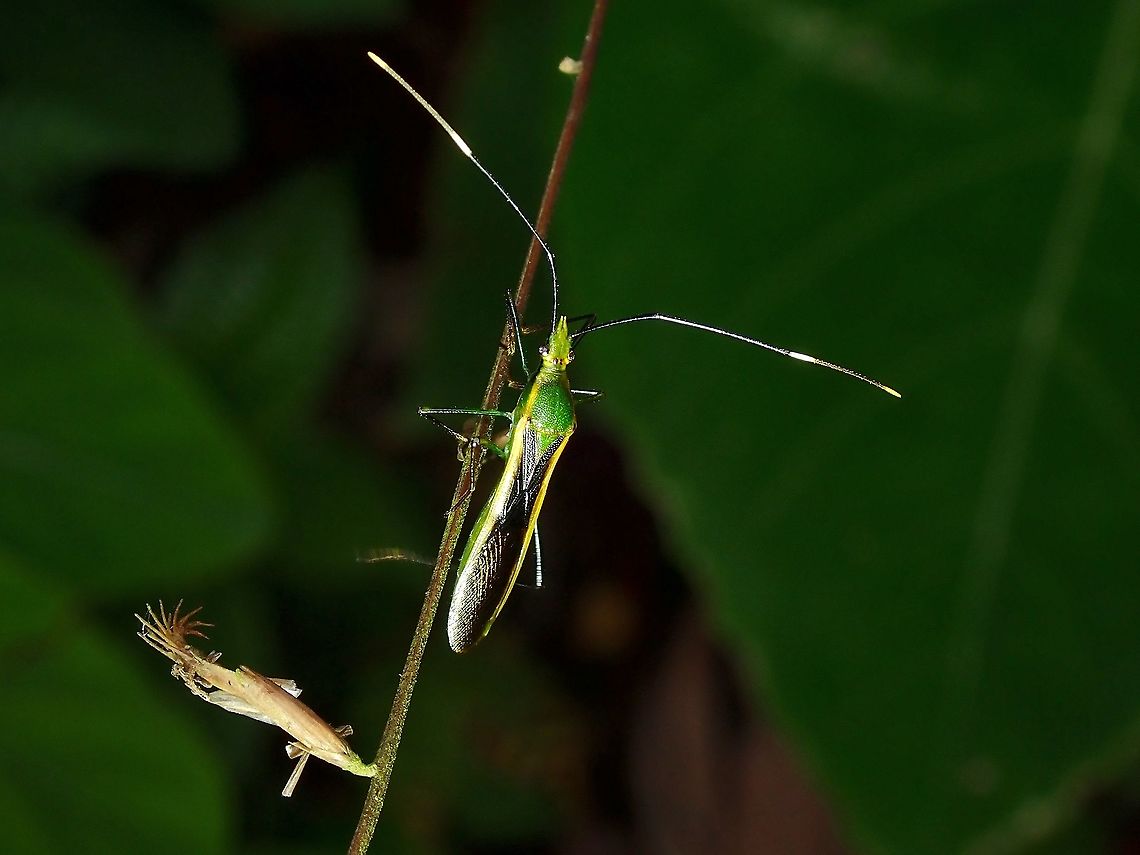 Broad-Headed Bug - Leptocorisa costalis  Broad-Headed Bug,Leptocorisa costalis,Malaysia,Pahang
