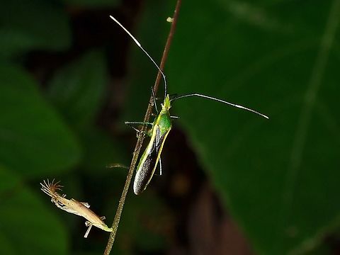 Broad-Headed Bug - Leptocorisa costalis  Broad-Headed Bug,Leptocorisa costalis,Malaysia,Pahang