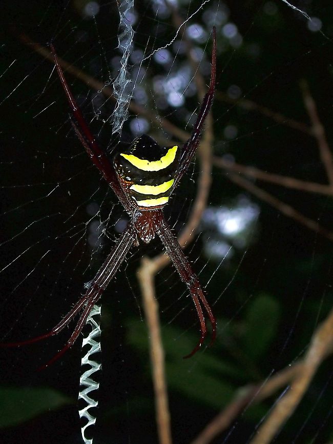 Orbweaver Spider - Argiope reinwardti  Argiope reinwardti,Malaysia,Orbweaver Spider,Pahang,Spider