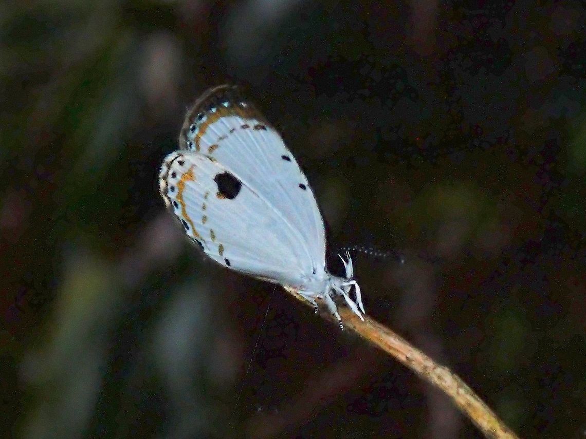 Forest Quaker - Pithecops corvus  Butterfly,Forest Quaker,Malaysia,Pahang,Pithecops corvus