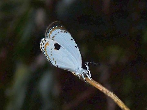 Forest Quaker - Pithecops corvus  Butterfly,Forest Quaker,Malaysia,Pahang,Pithecops corvus