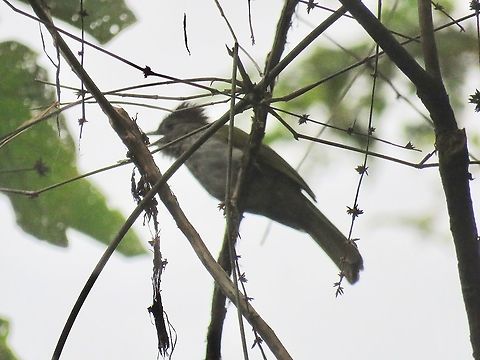 Mountain Bulbul - Ixos mcclellandii Bird,Bulbul,Ixos mcclellandii,Malaysia,Mountain Bulbul,Pahang