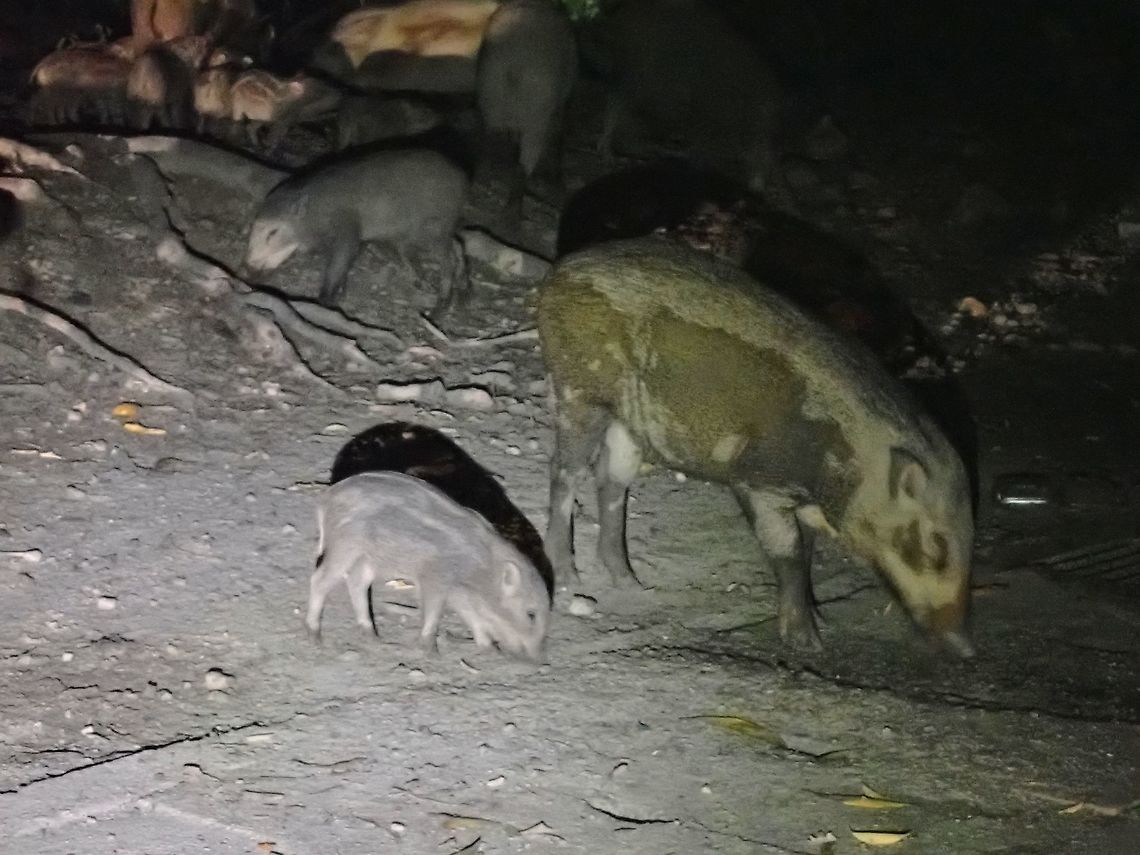 Banded Pig - Sus scrofa ssp. vittatus Did a more than 6 hours walked in this particular Forest Reserve, did not see or hear of them during the walk.<br />
Then when finishing the walk, coming out to the car park, there they are, about 20 of them, feeding on leftovers left by hikers! :( Banded pig,Malaysia,Selangor,Sus scrofa,Sus scrofa vittatus