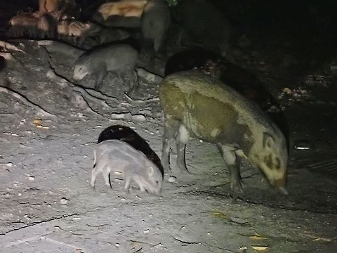 Banded Pig - Sus scrofa ssp. vittatus Did a more than 6 hours walked in this particular Forest Reserve, did not see or hear of them during the walk.
Then when finishing the walk, coming out to the car park, there they are, about 20 of them, feeding on leftovers left by hikers! :( Banded pig,Malaysia,Selangor,Sus scrofa,Sus scrofa vittatus