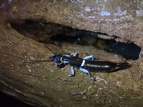 Earwig under UV  Dermaptera,Earwig,Malaysia,Selangor,Ultra Violet Light