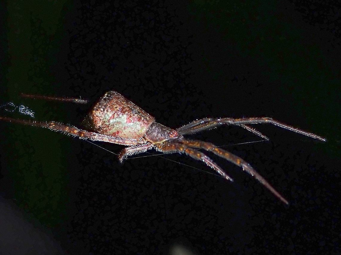 Cobweb Spider - Brunepisinus selirong  Brunepisinus selirong,Cobweb Spider,Malaysia,Selangor,Spider