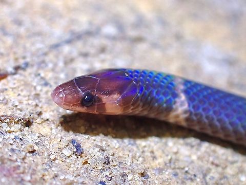 Iridescent This small sized Reed Snake has nice iridescent colours from camera's flash. Cantor's Dwarf Reed Snake,Malaysia,Pseudorabdion longiceps,Reed Snake,Selangor,Snake
