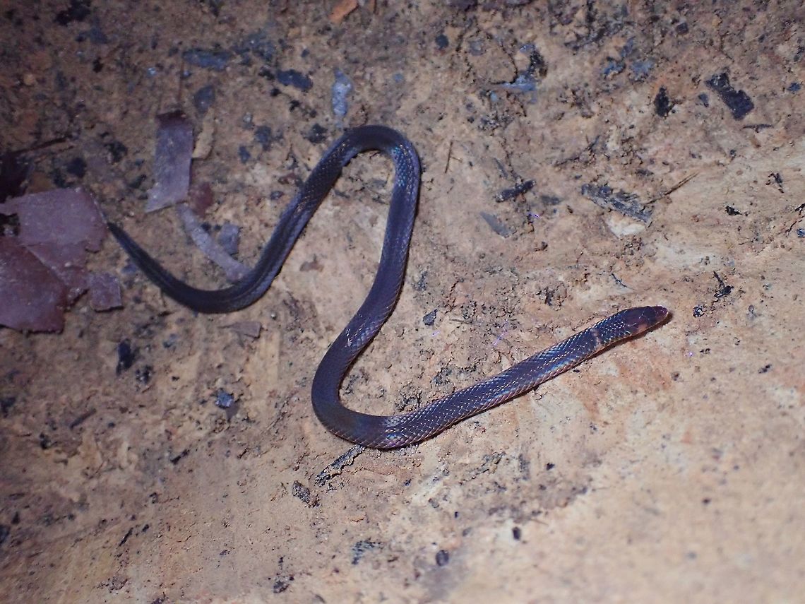 Cantor's Dwarf Reed Snake - Pseudorabdion longiceps  Cantor's Dwarf Reed Snake,Malaysia,Pseudorabdion longiceps,Reed Snake,Selangor,Snake