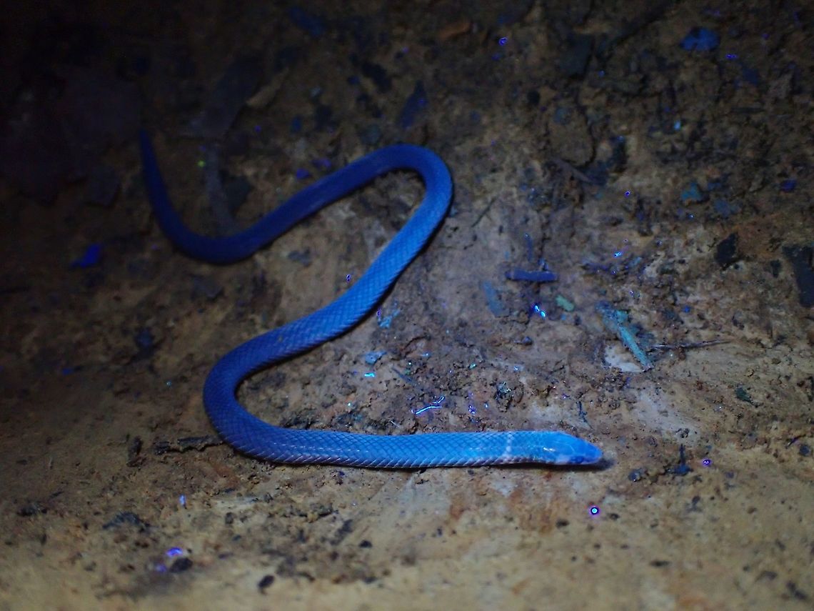 Under UV  Cantor's Dwarf Reed Snake,Malaysia,Pseudorabdion longiceps,Reed Snake,Selangor,Snake,Ultra Violet Light