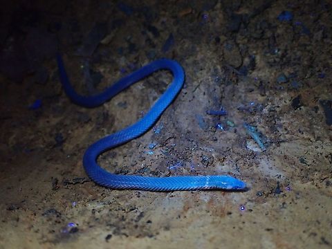 Under UV  Cantor's Dwarf Reed Snake,Malaysia,Pseudorabdion longiceps,Reed Snake,Selangor,Snake,Ultra Violet Light