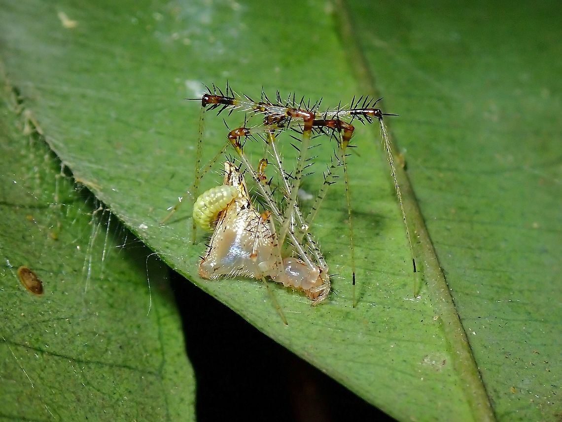 Eaten Alive! Cobweb Spider - Meotipa thalerorum with a parasitic larva, was told it is likely a wasp larva (Ichneumonidae) which usually lays a single egg on each spider that was targetted. Cobweb Spider,Malaysia,Meotipa thalerorum,Selangor,Spider