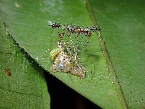 Eaten Alive! Cobweb Spider - Meotipa thalerorum with a parasitic larva, was told it is likely a wasp larva (Ichneumonidae) which usually lays a single egg on each spider that was targetted. Cobweb Spider,Malaysia,Meotipa thalerorum,Selangor,Spider