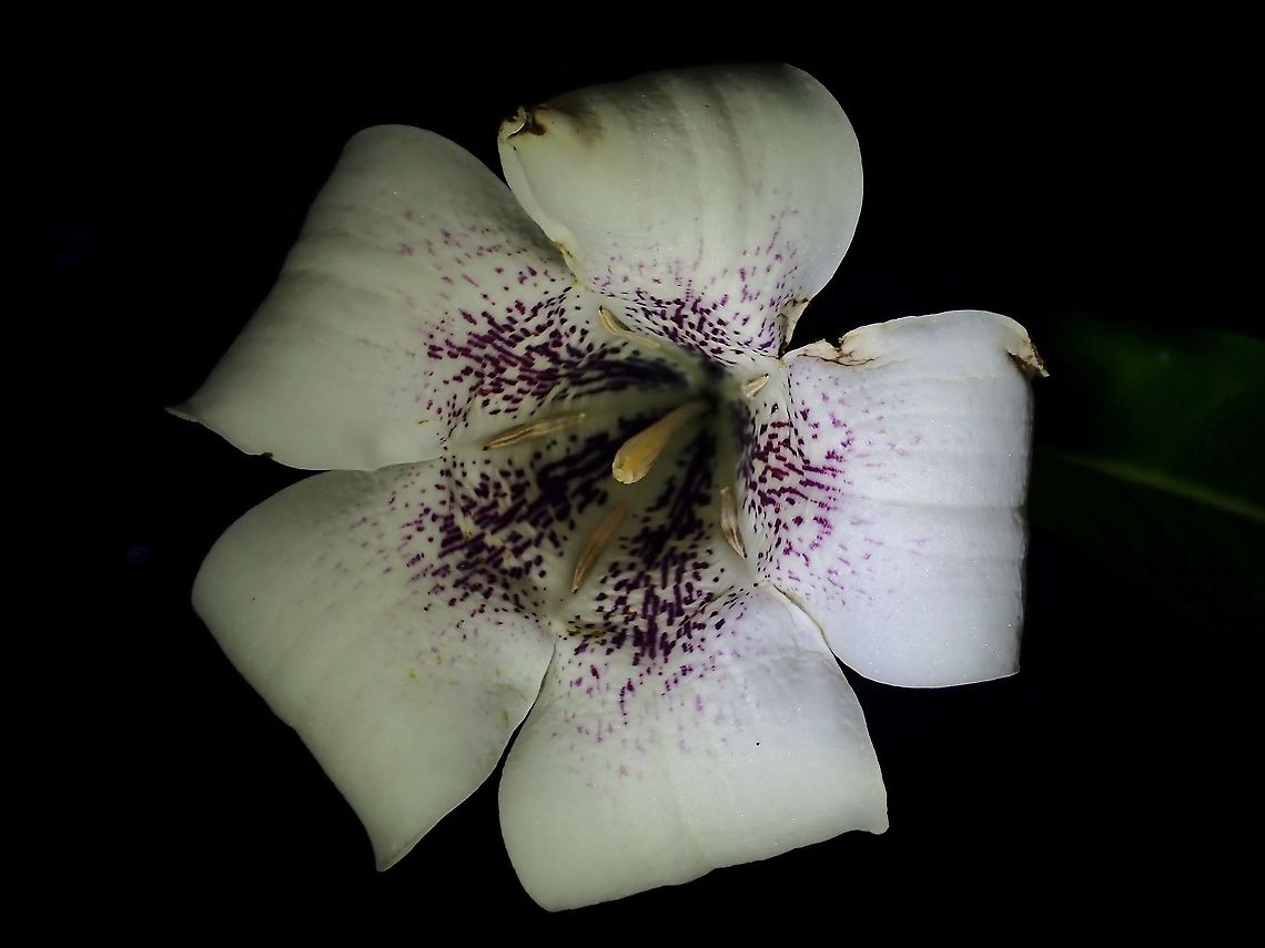 Flowers - Rothmannia macrophylla  Flowers,Malaysia,Selangor,Singaporandia,Singaporandia macrophylla