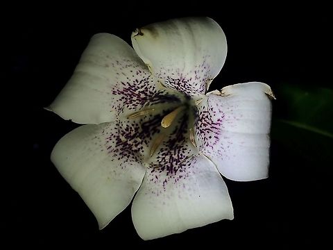Flowers - Rothmannia macrophylla  Flowers,Malaysia,Selangor,Singaporandia,Singaporandia macrophylla