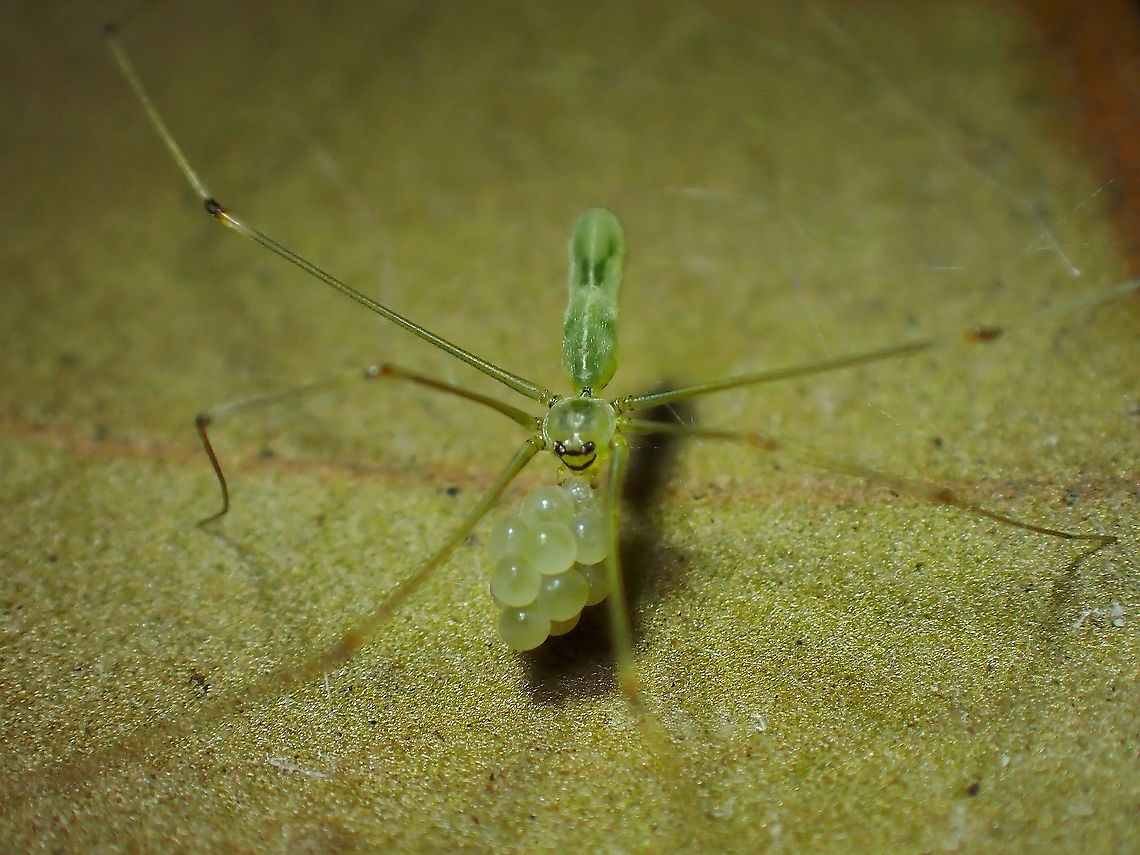 Smiley Mommy! Cellar Spider - Meraha sp. carrying her cluster of eggs.<br />
They can be very tiny in size, body with of 1 - 1.5 mm and body length of 6-8 mm. Cellar Spider,Malaysia,Meraha,Meraha sp.,Selangor,Spider