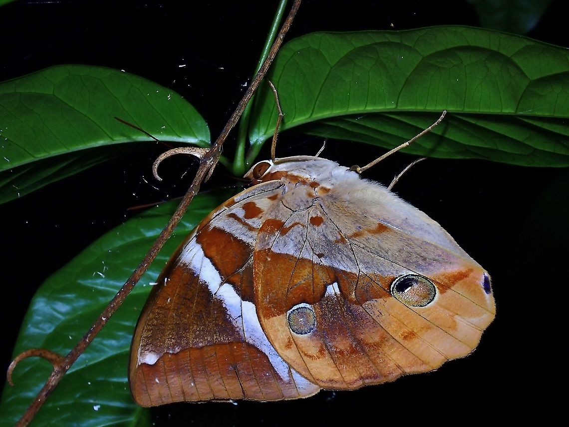 Tufted Jungle King - Thauria aliris  Butterfly,Malaysia,Selangor,Thauria aliris,Tufted Jungle King