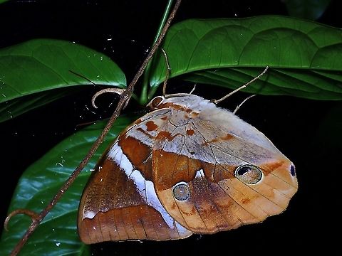 Tufted Jungle King - Thauria aliris  Butterfly,Malaysia,Selangor,Thauria aliris,Tufted Jungle King