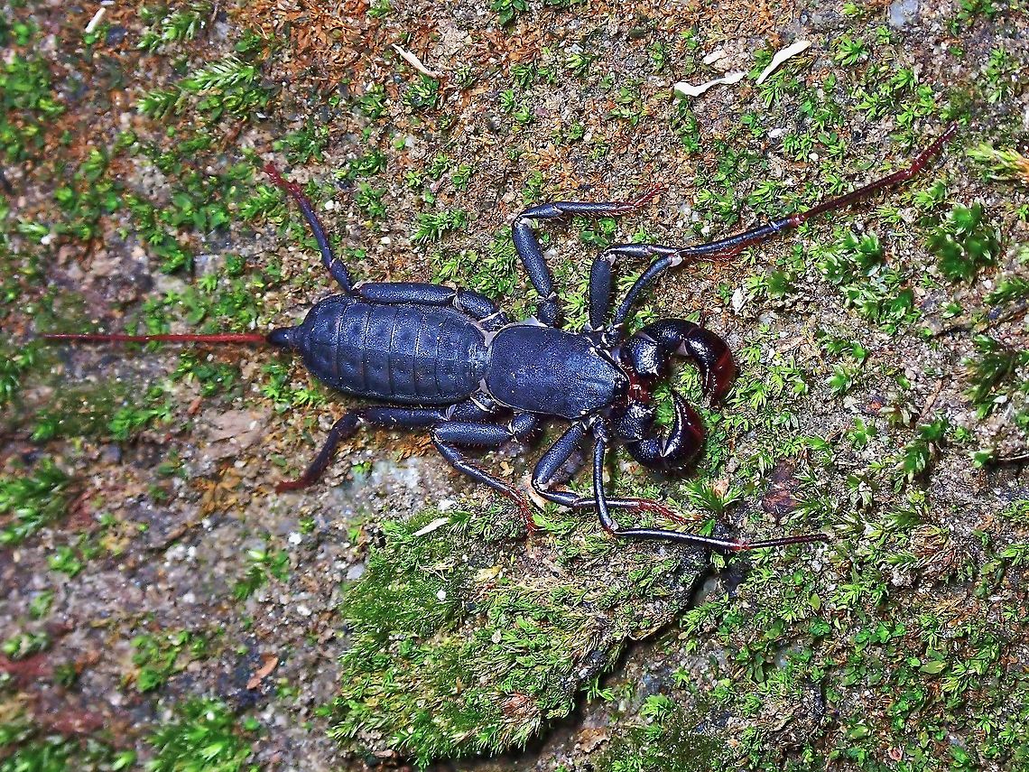 Whip Scorpion - Family Thelyphonidae  Malaysia,Selangor,Thelyphonidae,Vinegaroons,Whip Scorpion
