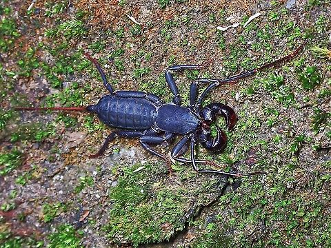 Whip Scorpion - Family Thelyphonidae  Malaysia,Selangor,Thelyphonidae,Vinegaroons,Whip Scorpion
