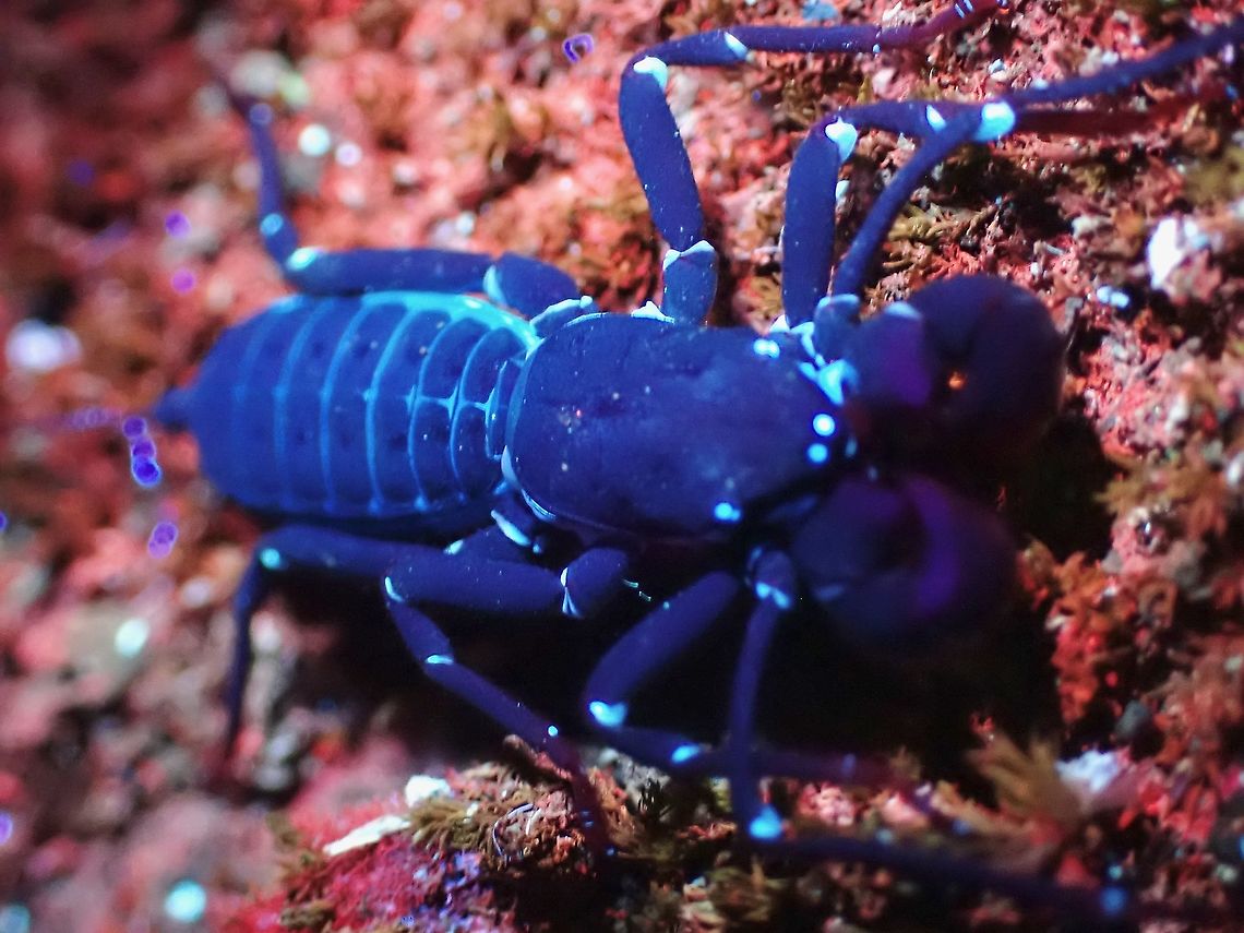 Under UV  Malaysia,Selangor,Thelyphonidae,Ultra Violet Light,Vinegaroons,Whip Scorpion