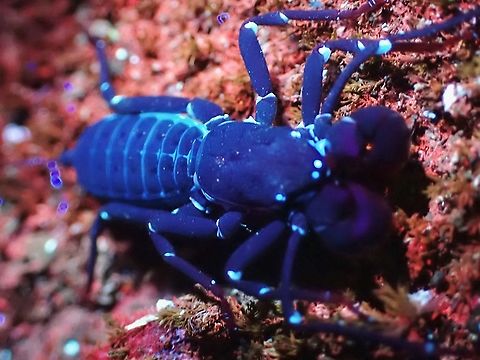 Under UV  Malaysia,Selangor,Thelyphonidae,Ultra Violet Light,Vinegaroons,Whip Scorpion
