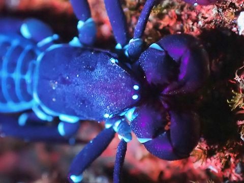 Close-up UV  Malaysia,Selangor,Thelyphonidae,Ultra Violet Light,Vinegaroons,Whip Scorpion