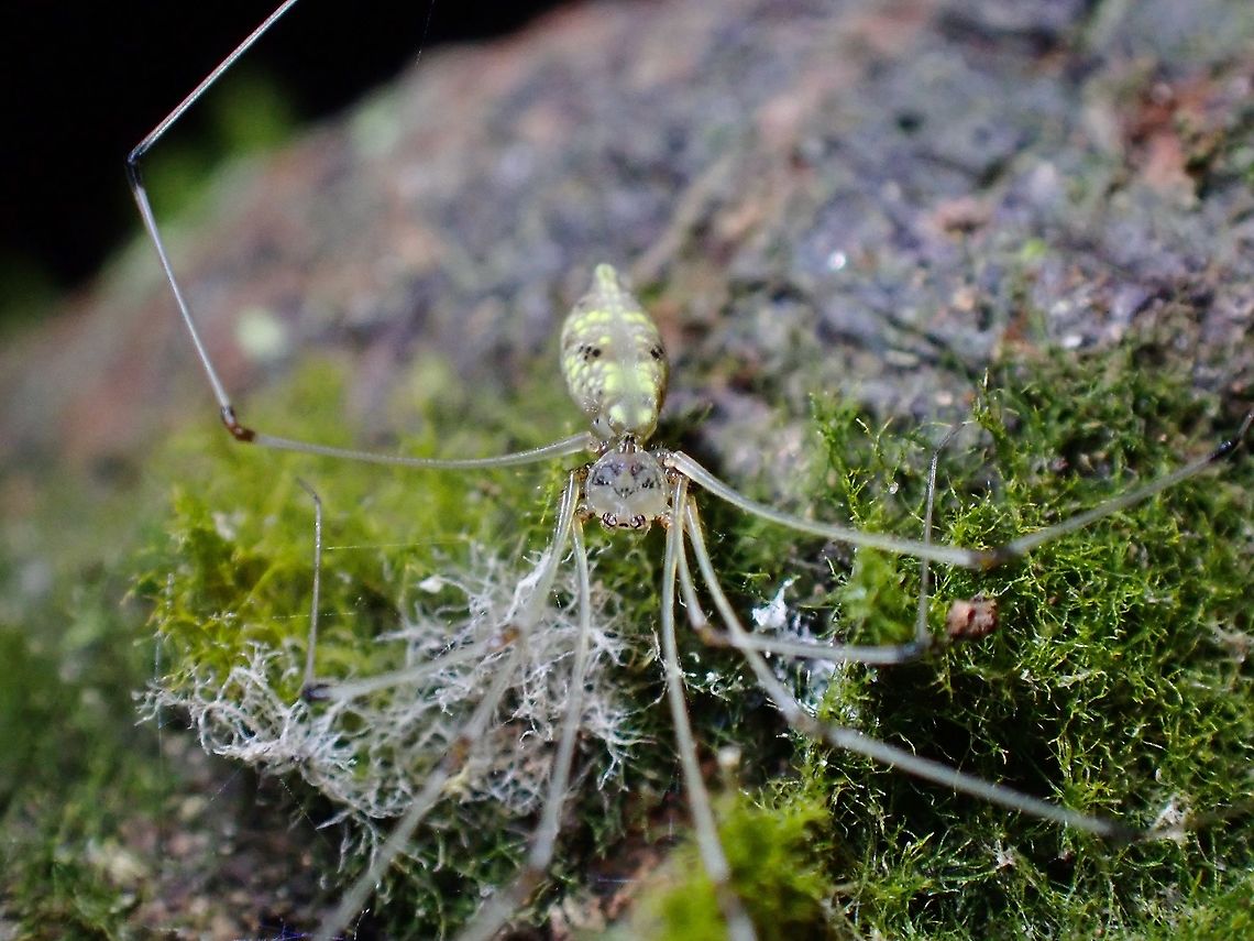 Cantik = Beautiful This Spider Cantikus halabala was originally described in 2011 as Pholcus halabala and are documented from Malaysia, Singapore and Indonesia.<br />
<br />
In 2018, more than 20 species of Cellar Spiders were transferred to a newly erected genus - Cantikus, the entymology of the name deriving from the word Cantik from Malay, meaning Beautiful.<br />
<br />
This species has nice tattoo like markings on the head.  They are also tiny in size, body width up to 2 mm and body length around 10-12 mm. Cantikus halabala,Cellar Spider,Malaysia,Selangor,Spider