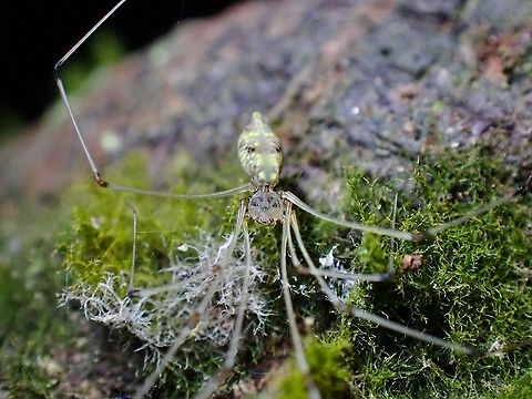 Cantik = Beautiful This Spider Cantikus halabala was originally described in 2011 as Pholcus halabala and are documented from Malaysia, Singapore and Indonesia.

In 2018, more than 20 species of Cellar Spiders were transferred to a newly erected genus - Cantikus, the entymology of the name deriving from the word Cantik from Malay, meaning Beautiful.

This species has nice tattoo like markings on the head.  They are also tiny in size, body width up to 2 mm and body length around 10-12 mm. Cantikus halabala,Cellar Spider,Malaysia,Selangor,Spider