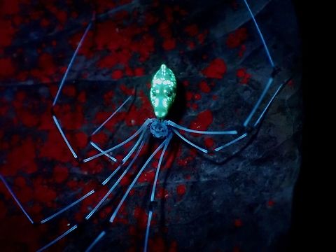 Glowing under UV! The abdomen of this Cantikus halabala glows brightly under UV light. Cantikus halabala,Cellar Spider,Malaysia,Selangor,Spider,Ultra Violet Light