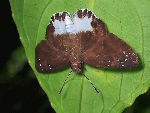 Ultra Snow Flat - Tagiades ultra  Butterfly,Malaysia,Selangor,Tagiades ultra,Ultra Snow Flat