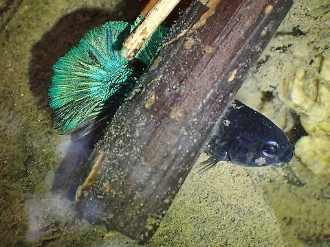 Wild Fighting Fish - Betta splendens It was a nice surprise to find this Fighting Fishes - Betta splendens in the wild, specifically in a shallow stream.
Betta splendens is classified as Vulnerable under the IUCN list due to habitat loss and hobby trade.

Used to keep them as a kid, the more common ones are those with impressive red/blue colouration.  However, this variation in greenish blue will fetch a much higher value in the hobby trade! Betta splendens,Fighting Fish,Fish,Malaysia,Selangor