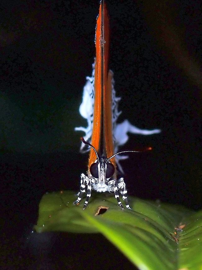 Branded Imperial  Banded Imperial Butterfly,Butterfly,Eooxylides tharis,Malaysia,Selangor